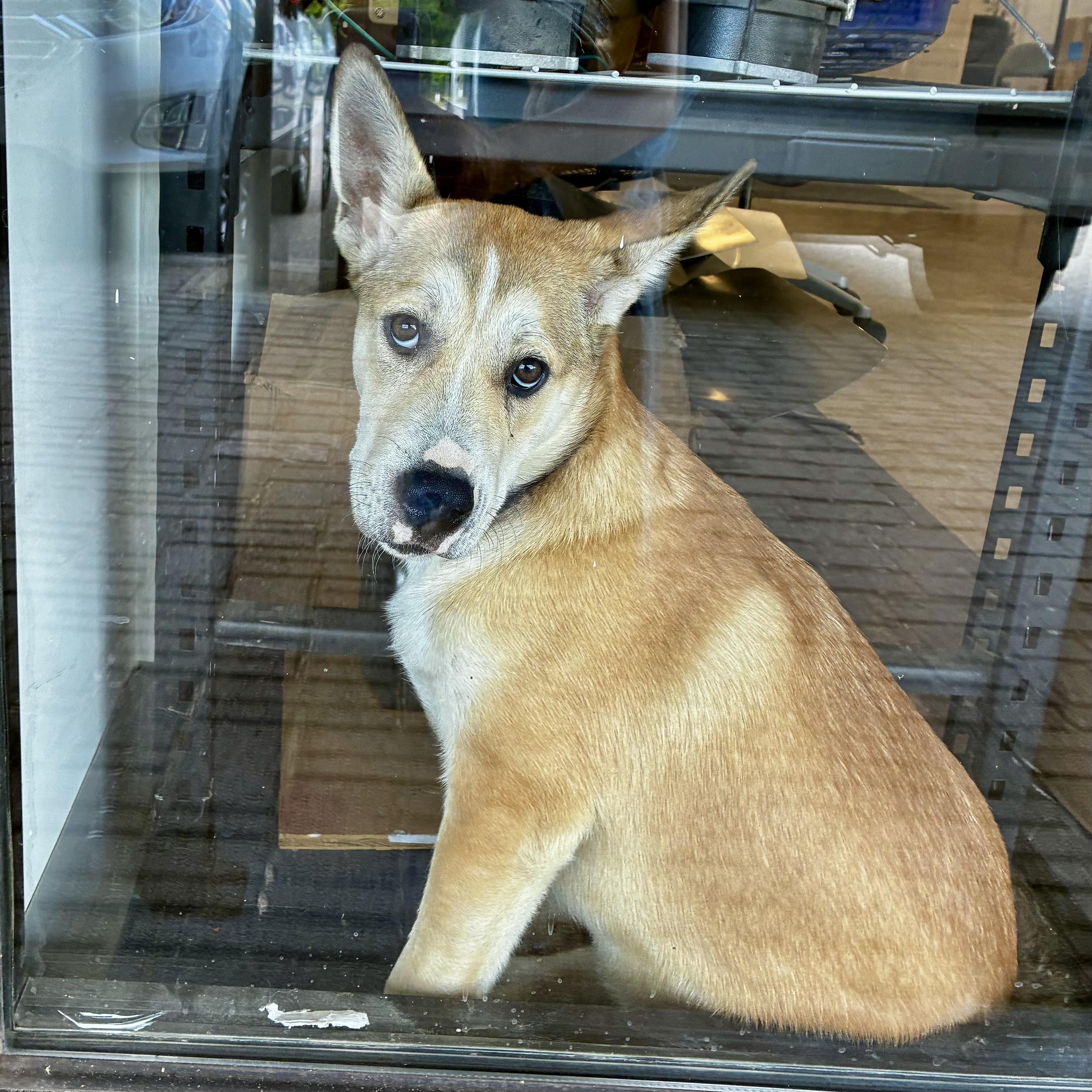 Josie, an adoptable Mixed Breed in Hillsborough, NJ image 4/5