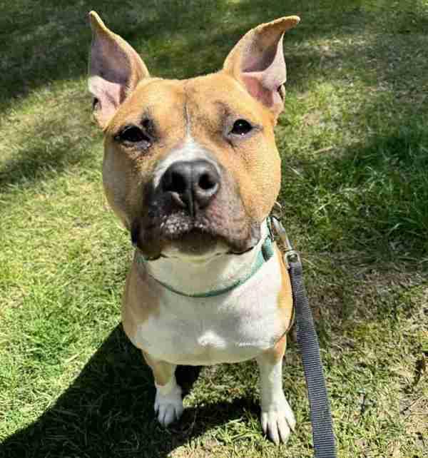 Enlarge Truffle, a Adoptable mixed breed in Salisbury, MD image 1/3