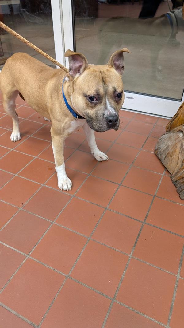 Enlarge Truffle, a Adoptable mixed breed in Salisbury, MD image 2/3