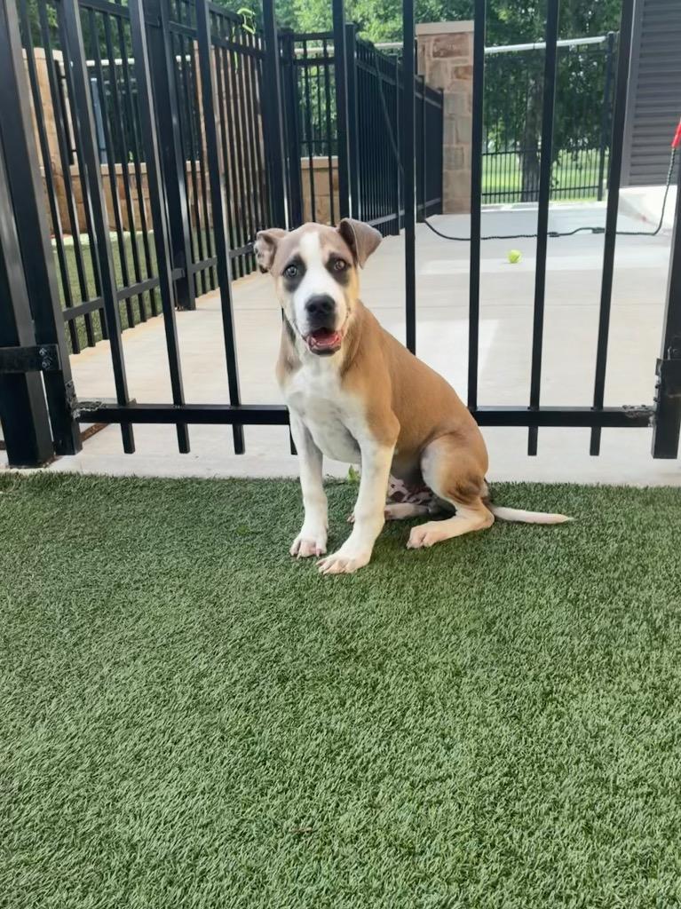 Kevin, a Adoptable mixed breed in Seguin, TX image 2/3