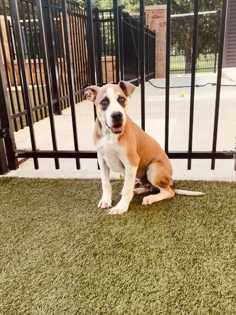 Kevin, a Adoptable mixed breed in Seguin, TX image 3/3