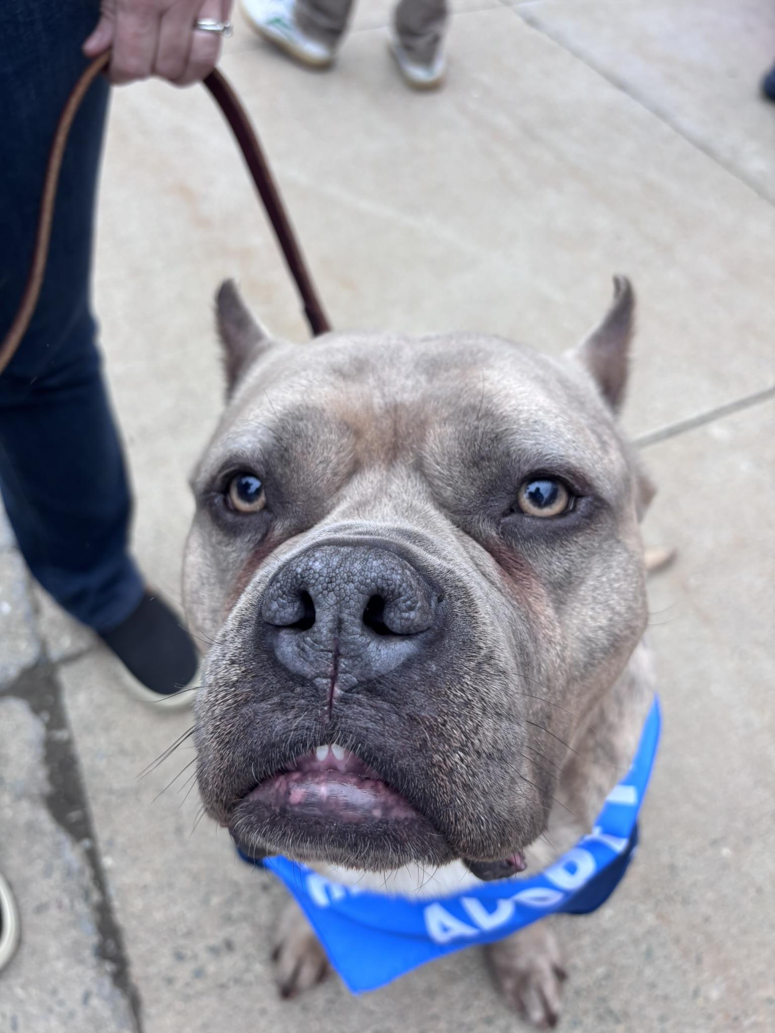 Enlarge Espresso, a Adoptable Staffordshire Bull Terrier in Pembroke, MA image 2/6
