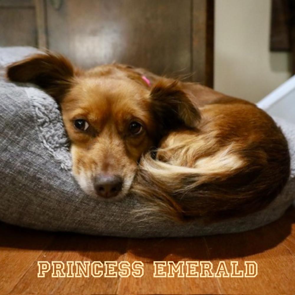 Princess Emerald, Adoptable, Adult Female Dachshund & Chihuahua.