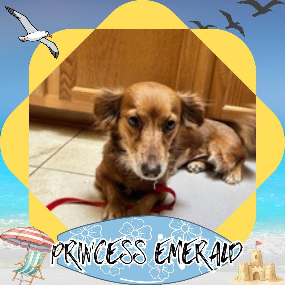 Princess Emerald, a Adoptable mixed breed in San Antonio, TX image 1/3