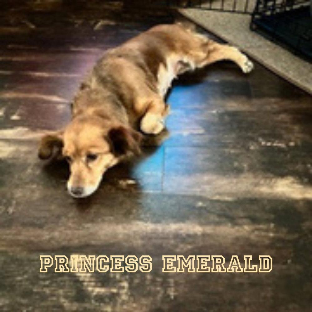 Enlarge Princess Emerald, a Adoptable mixed breed in San Antonio, TX image 1/3