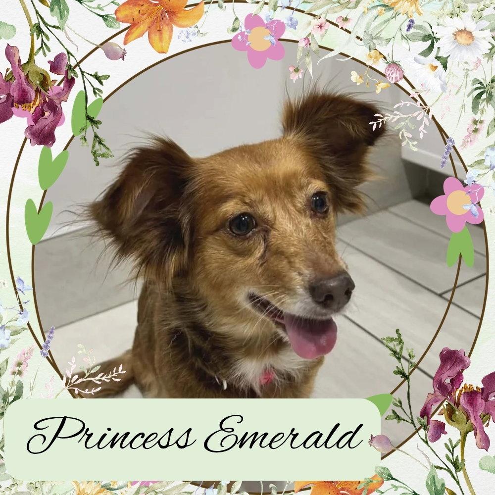 Princess Emerald, a Adoptable mixed breed in San Antonio, TX image 2/3