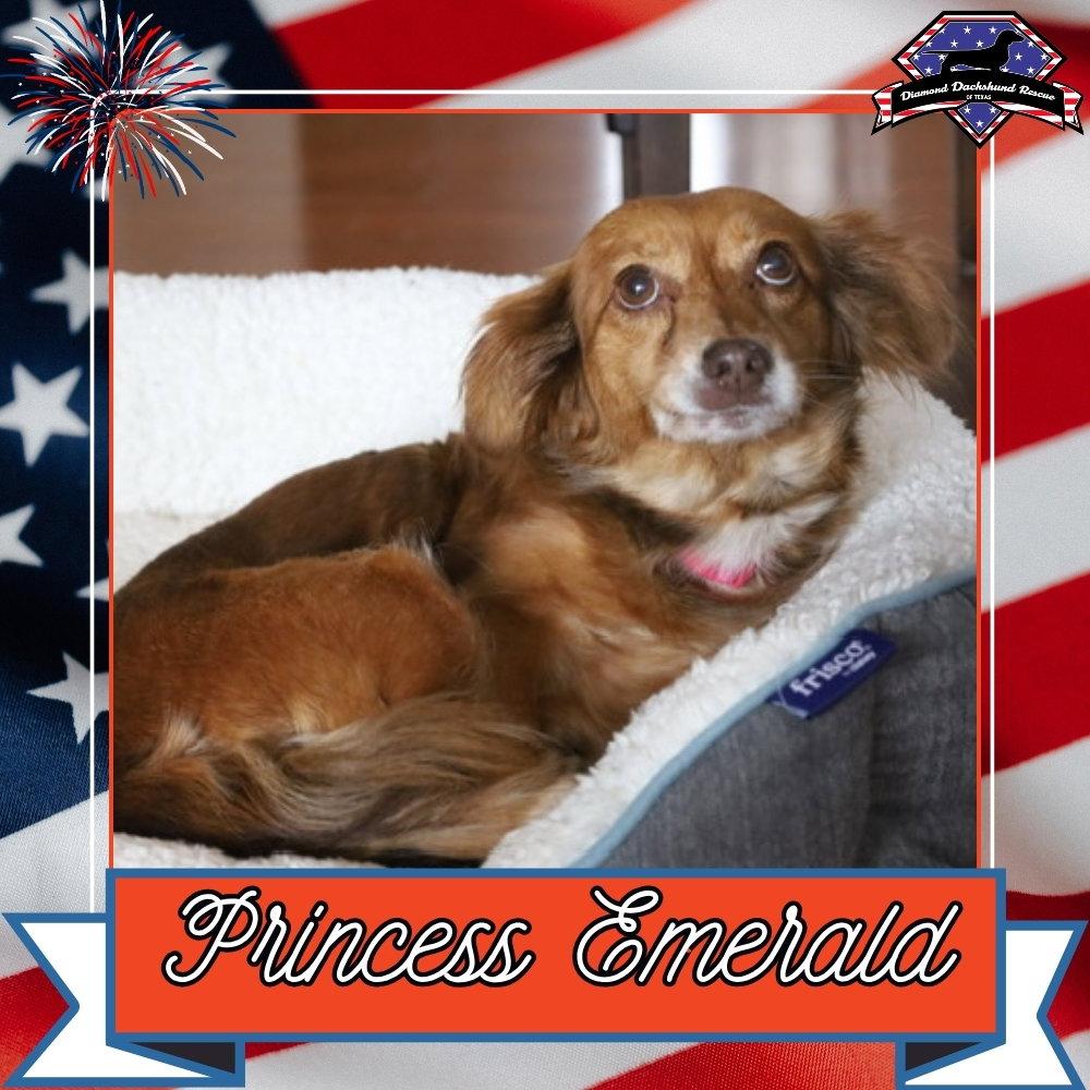 Princess Emerald, a Adoptable mixed breed in San Antonio, TX image 2/3
