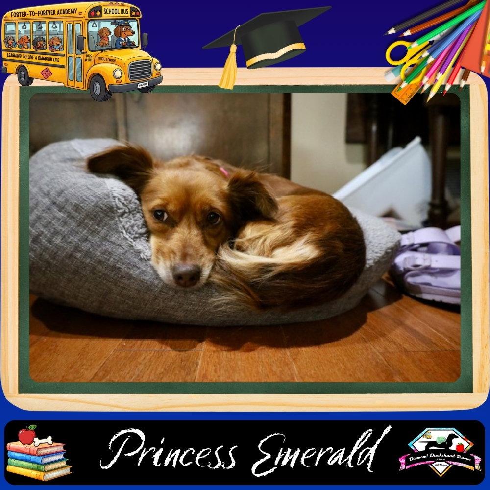 Princess Emerald, a Adoptable mixed breed in San Antonio, TX image 2/3