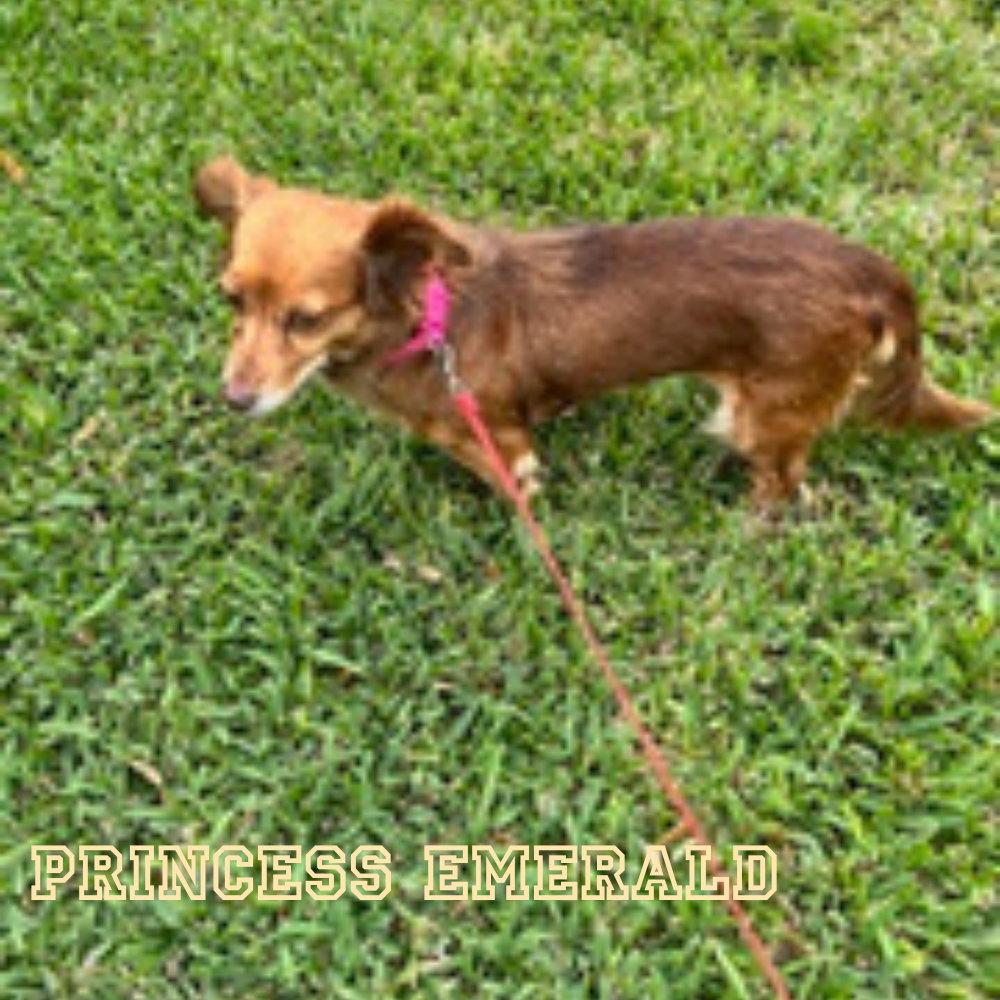 Enlarge Princess Emerald, a Adoptable mixed breed in San Antonio, TX image 3/3