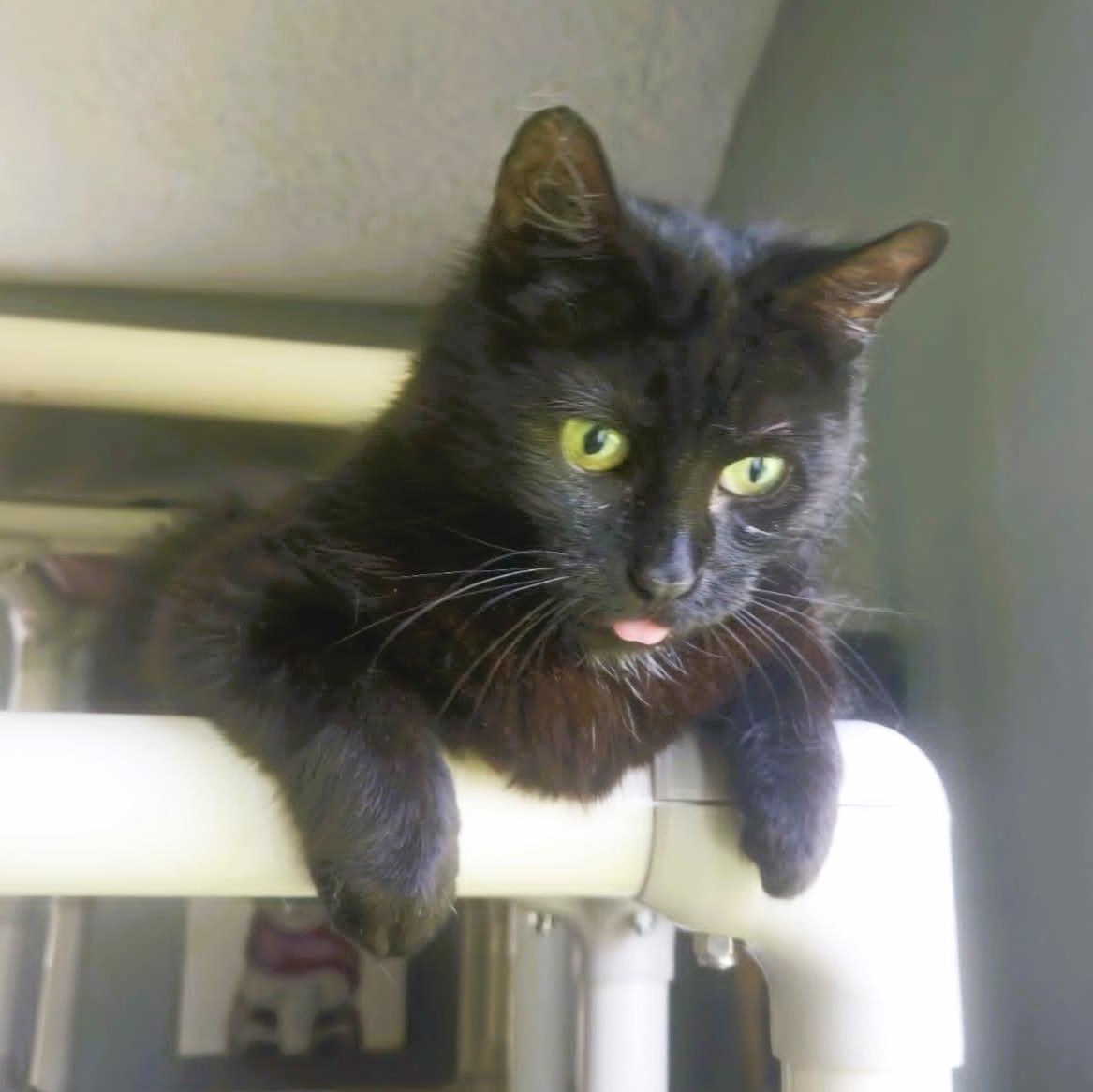 Enlarge Erin (Cute Kitten), a ADOPTABLE Domestic Short Hair in Rochester, NY image 1/1