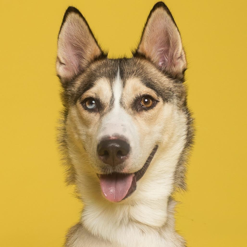 Kita, Adoptable, Adult Female Husky.