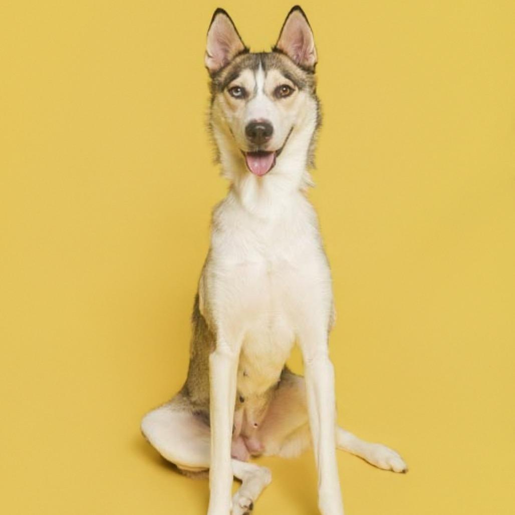 Kita, a Adoptable Husky in Batavia, OH image 2/6