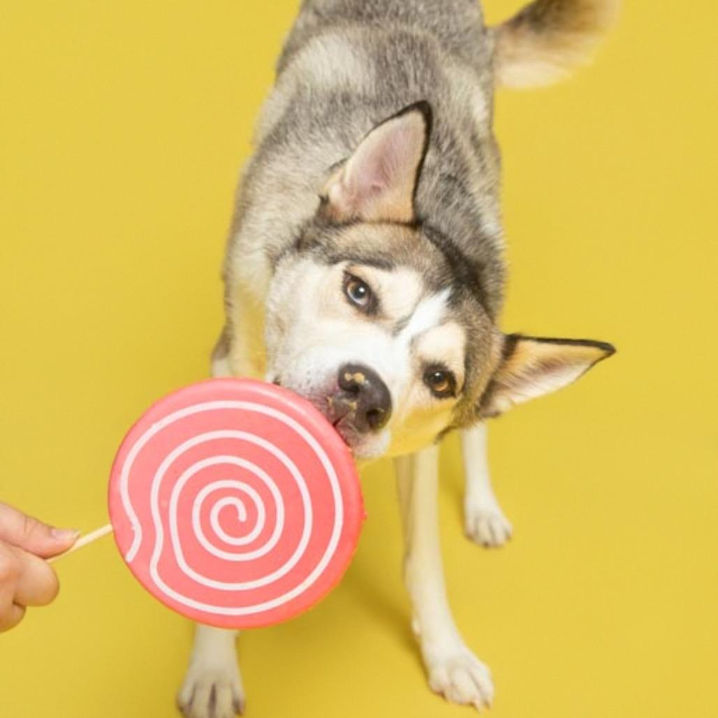 Kita, a Adoptable Husky in Batavia, OH image 3/6
