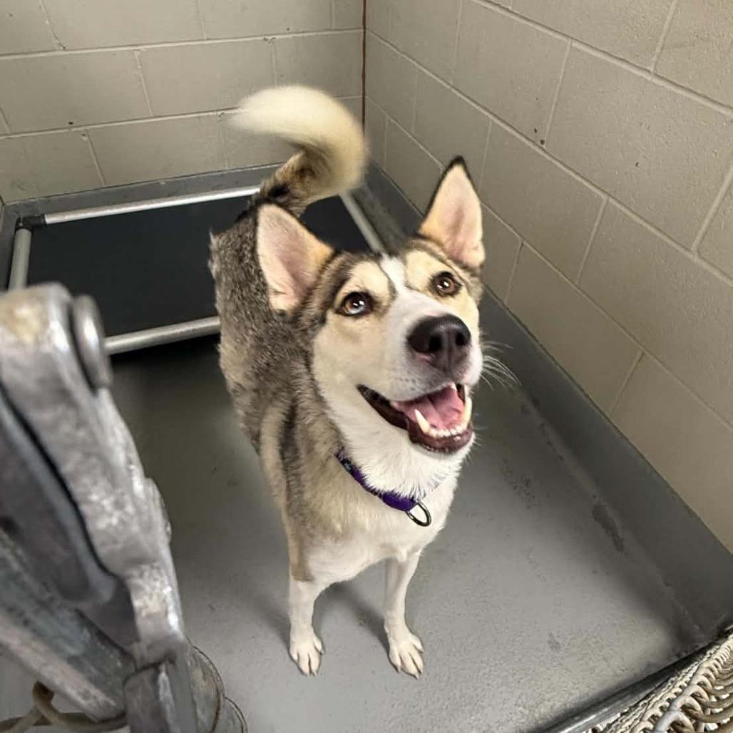 Kita, a Adoptable Husky in Batavia, OH image 4/6