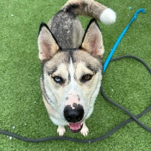 Enlarge Kita, a Adoptable Husky in Batavia, OH image 4/6