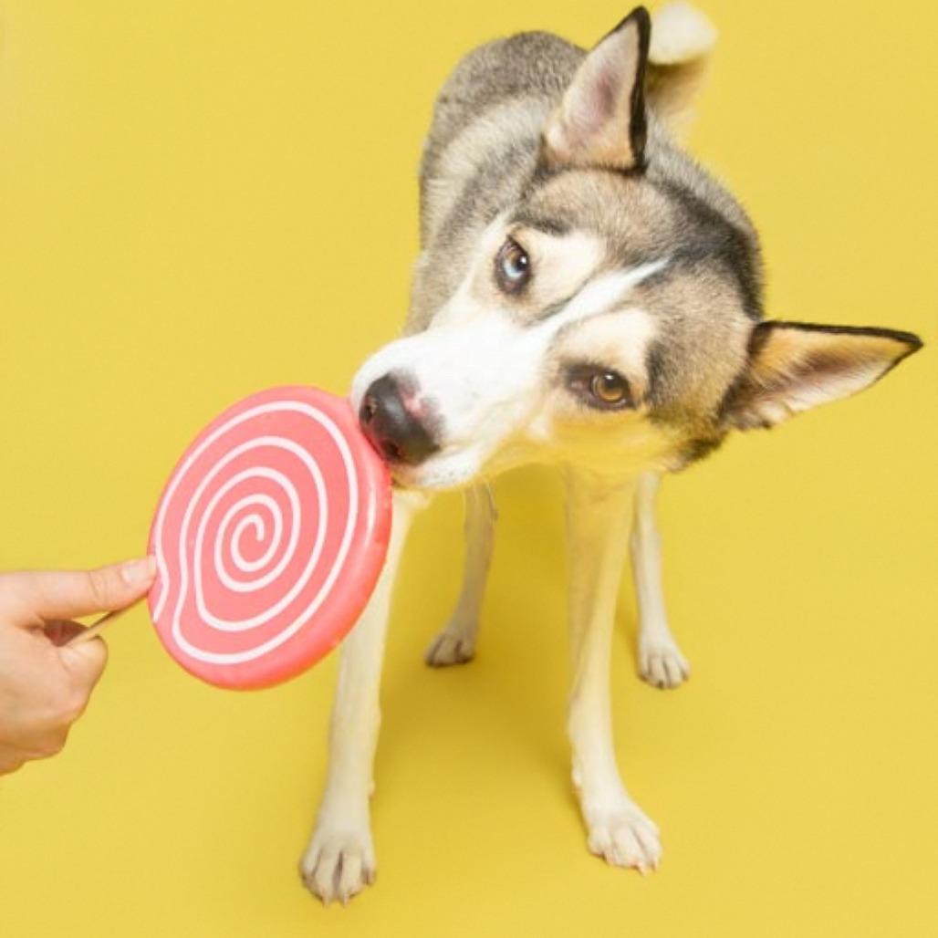 Kita, a Adoptable Husky in Batavia, OH image 5/6