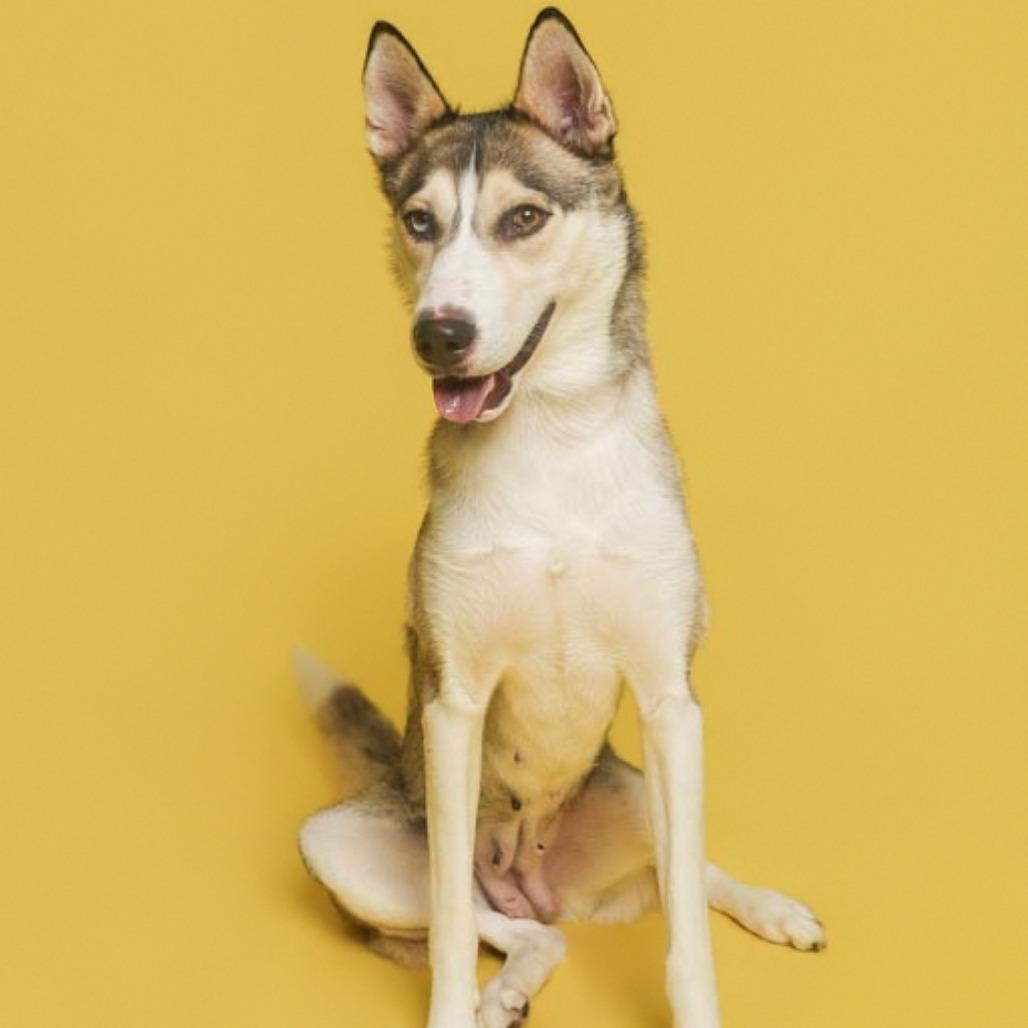 Kita, a Adoptable Husky in Batavia, OH image 6/6