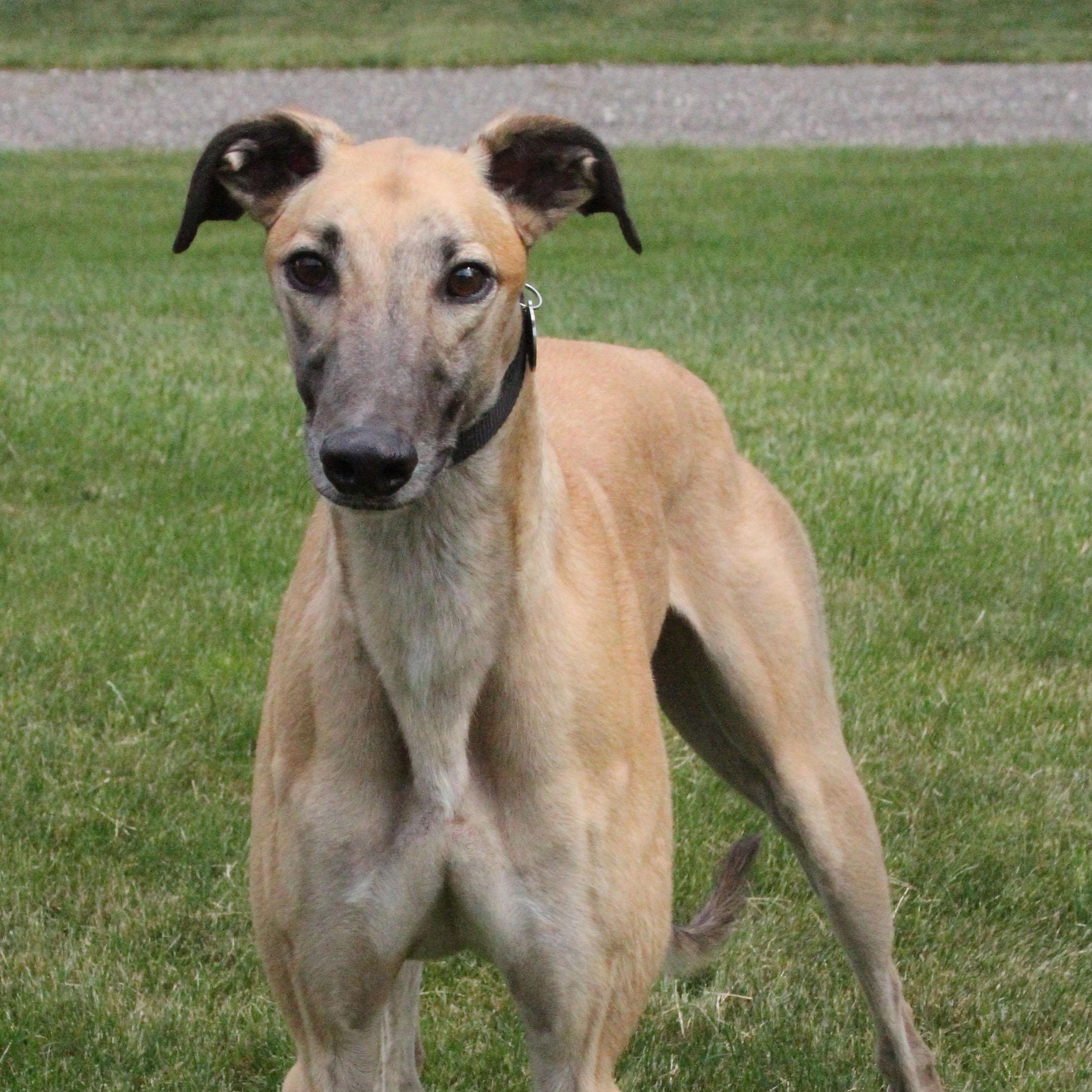 Glen, ADOPTABLE, Adult Male Greyhound.