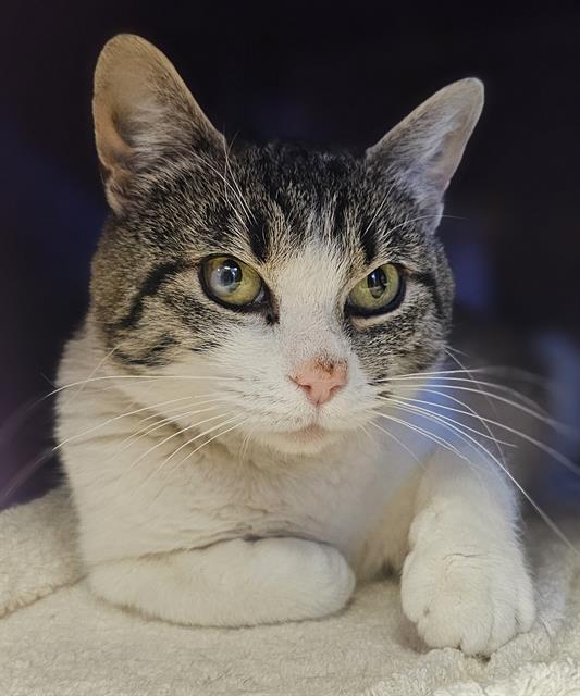 HARMONY*, Adoptable, Young Female Domestic Short Hair.