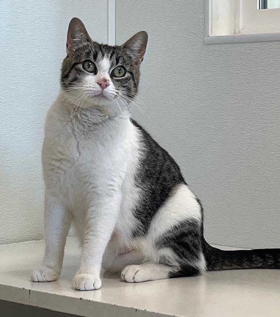 Enlarge HARMONY*, a Adoptable Domestic Short Hair in Santa Cruz, CA image 1/1