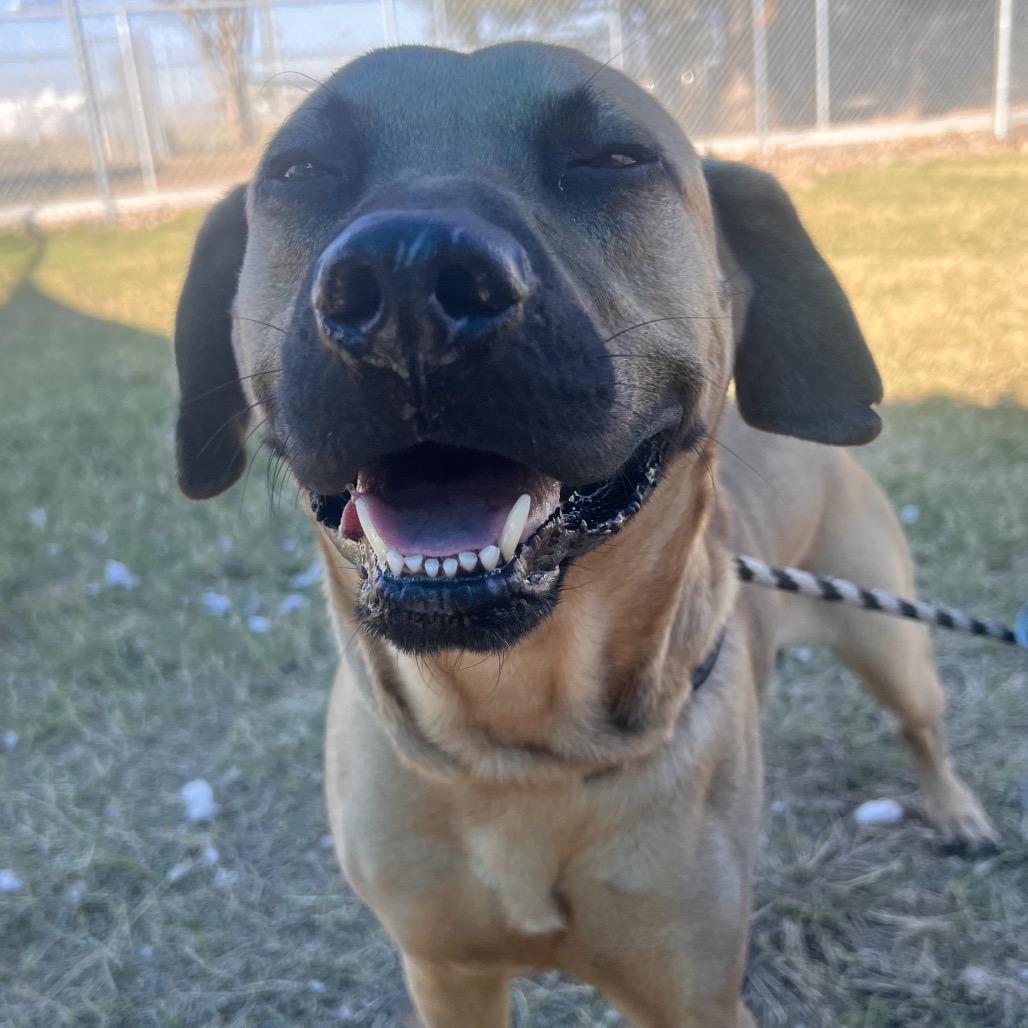 Appa, Adoptable, Adult Male Black Mouth Cur.