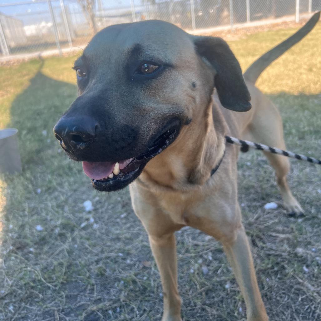 Enlarge Appa, a Adoptable mixed breed in Corpus Christi, TX image 3/6