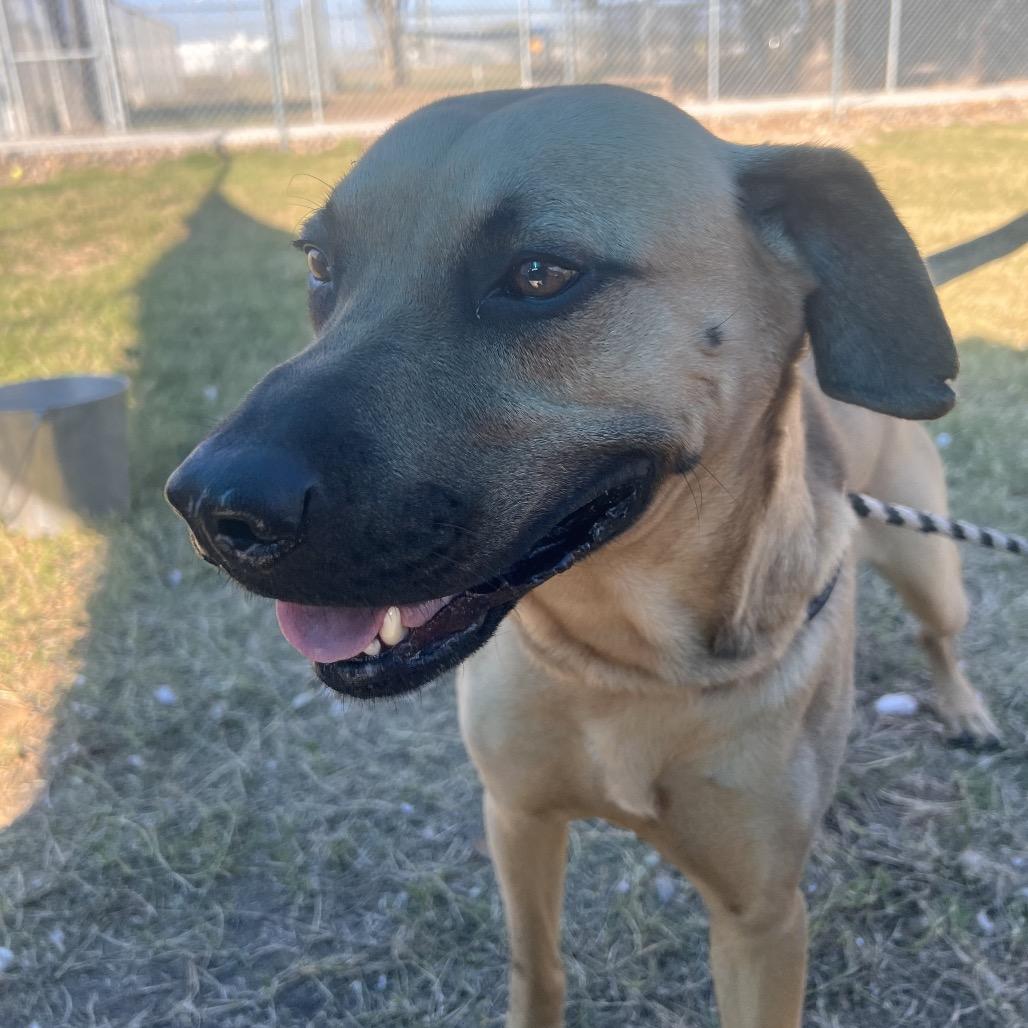 Enlarge Appa, a Adoptable mixed breed in Corpus Christi, TX image 4/6