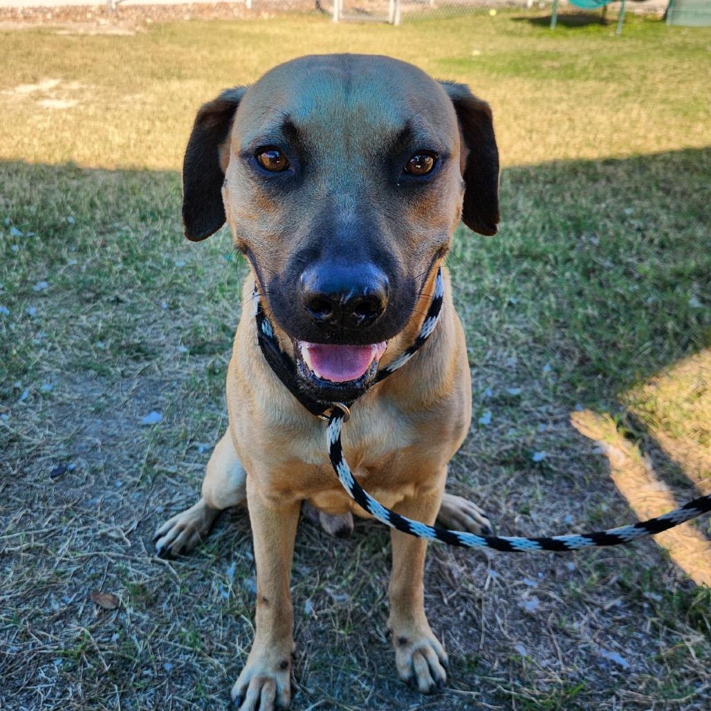 Enlarge Appa, a Adoptable mixed breed in Corpus Christi, TX image 6/6