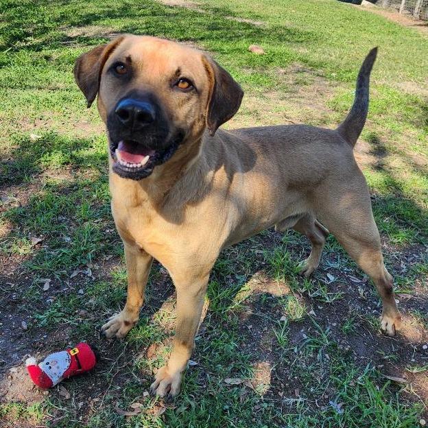 Enlarge Appa, a Adoptable mixed breed in Corpus Christi, TX image 6/6