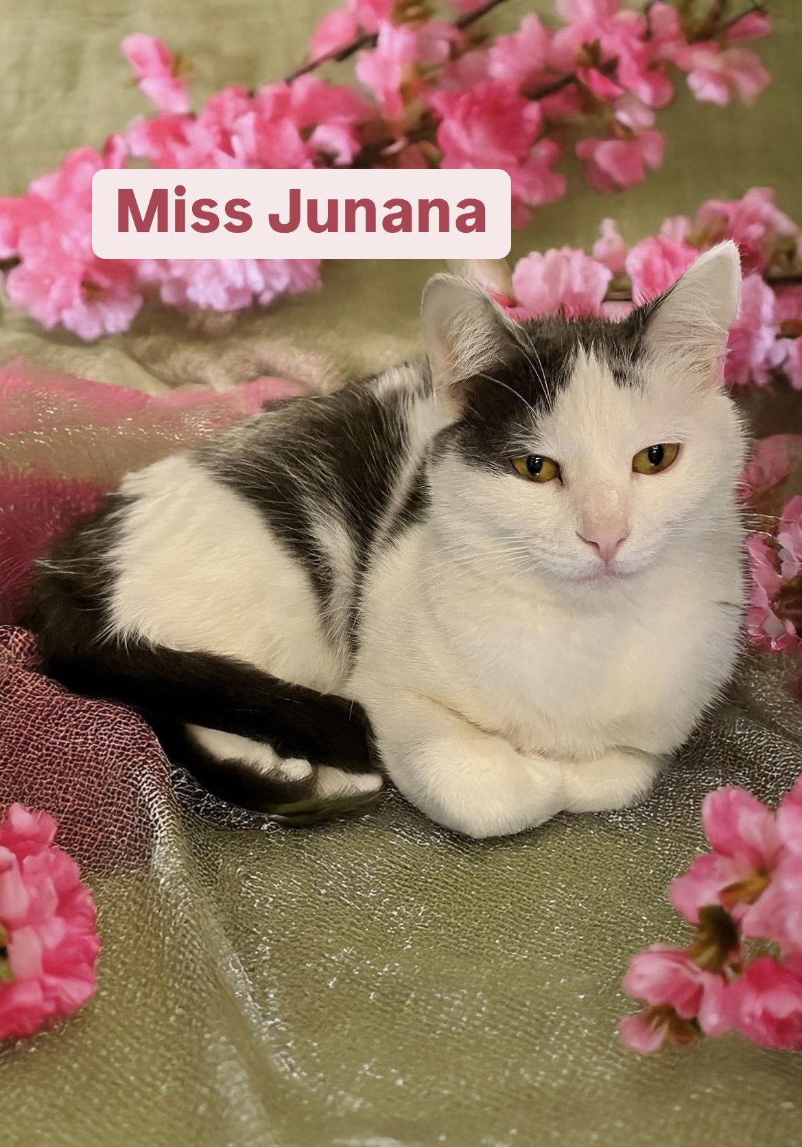 Miss Junana at Martinez Pet Food Express  Dec 27th, Adoptable, Adult Female Domestic Short Hair.