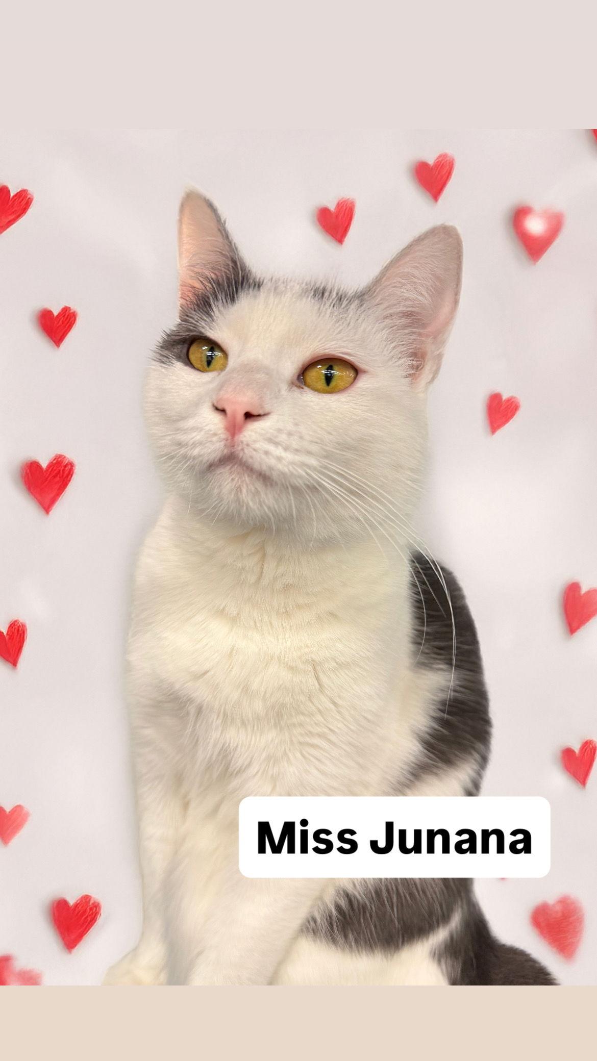 Miss Junana at Martinez Pet Food Express  April 4, Adoptable, Adult Female Domestic Short Hair.