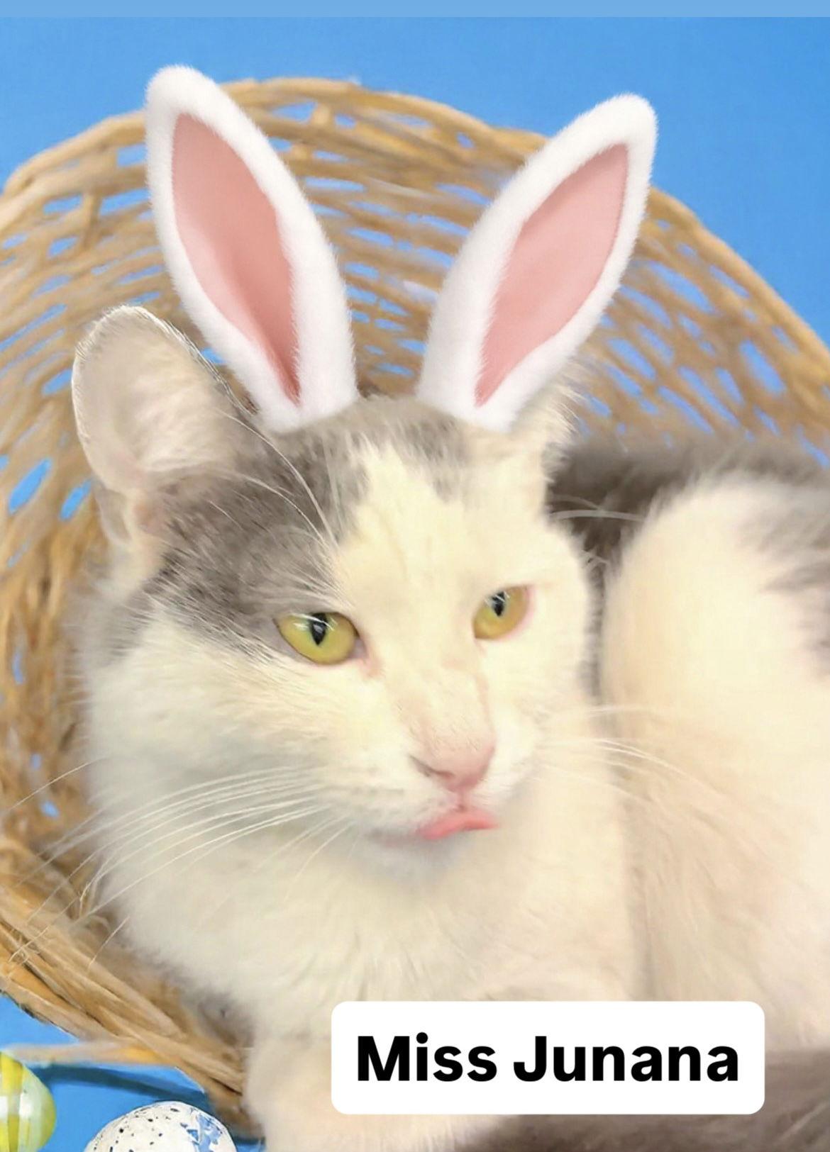 Enlarge Miss Junana at Martinez Pet Food Express  April 4, a Adoptable Domestic Short Hair in Walnut Creek, CA image 2/2