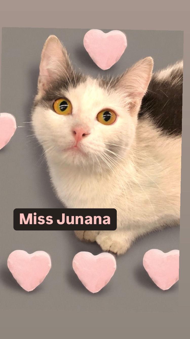 Enlarge Miss Junana at Martinez Pet Food Express  Dec 27th, a Adoptable Domestic Short Hair in Walnut Creek, CA image 2/3