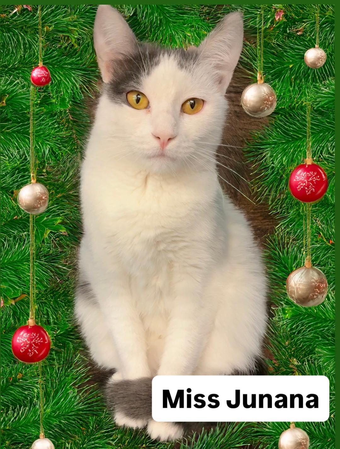 Enlarge Miss Junana at Martinez Pet Food Express  Dec 27th, a Adoptable Domestic Short Hair in Walnut Creek, CA image 3/3