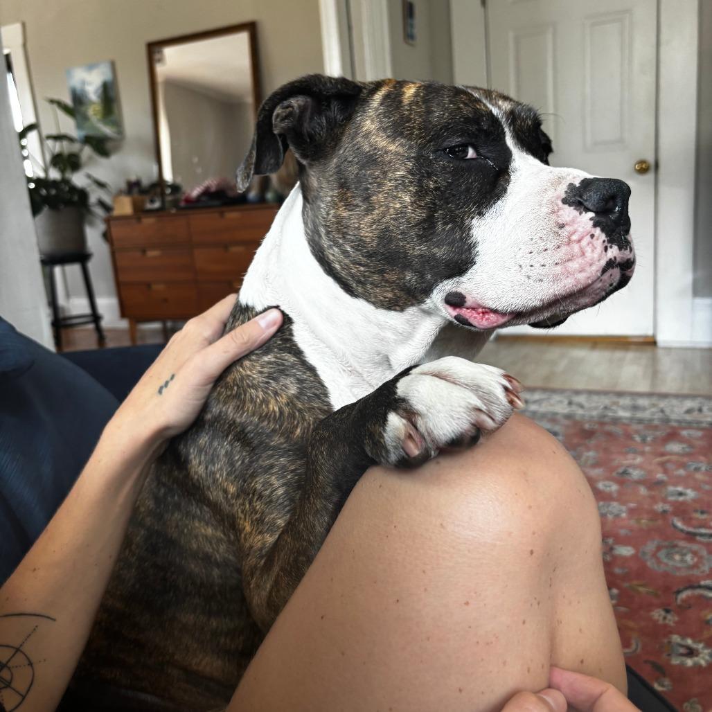 Enlarge Daisy, a Adoptable Mixed Breed in Kennebunk, ME image 1/6