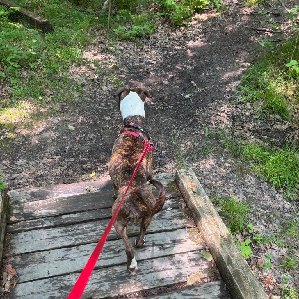 Enlarge Daisy, a Adoptable Mixed Breed in Kennebunk, ME image 1/6