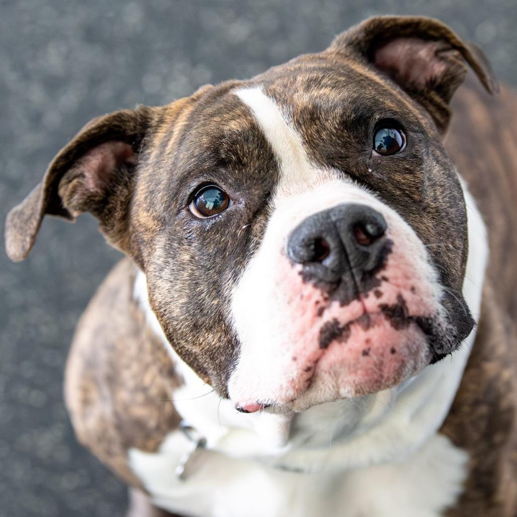 Enlarge Daisy, a Adoptable Mixed Breed in Kennebunk, ME image 2/6
