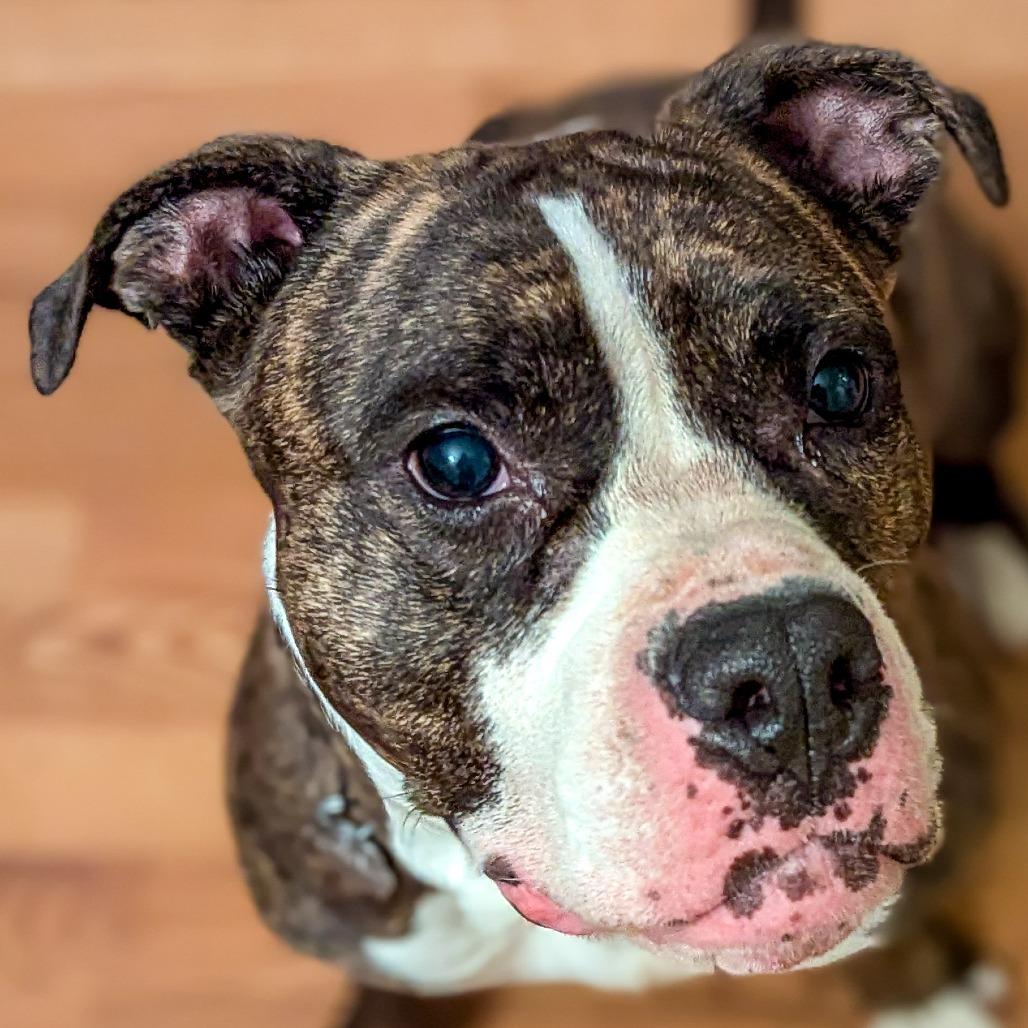 Enlarge Daisy, a Adoptable Mixed Breed in Kennebunk, ME image 2/6