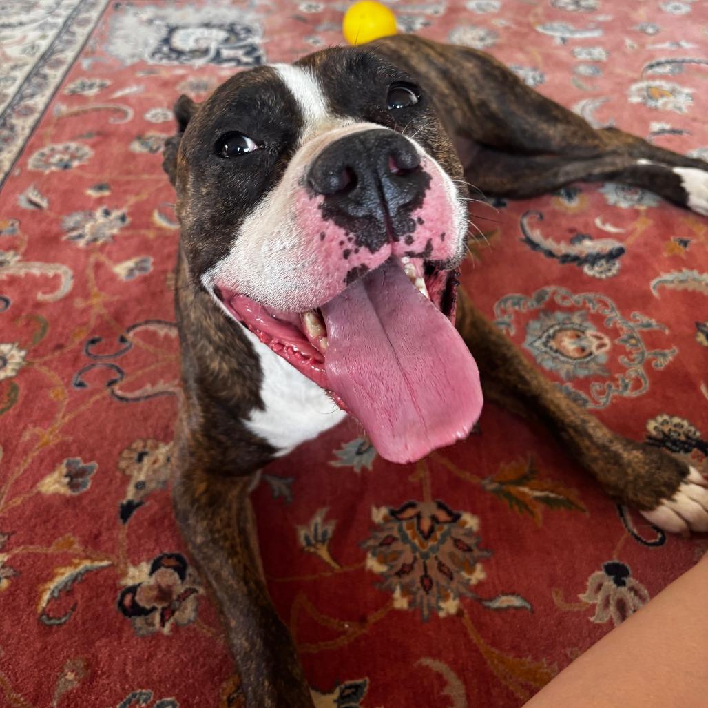 Enlarge Daisy, a Adoptable Mixed Breed in Kennebunk, ME image 3/6