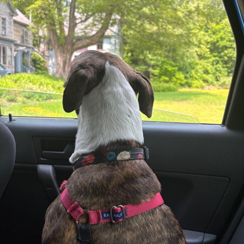 Enlarge Daisy, a Adoptable Mixed Breed in Kennebunk, ME image 3/6