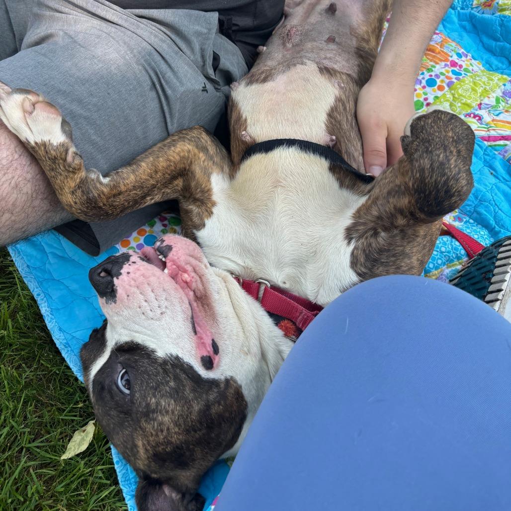 Enlarge Daisy, a Adoptable Mixed Breed in Kennebunk, ME image 4/6