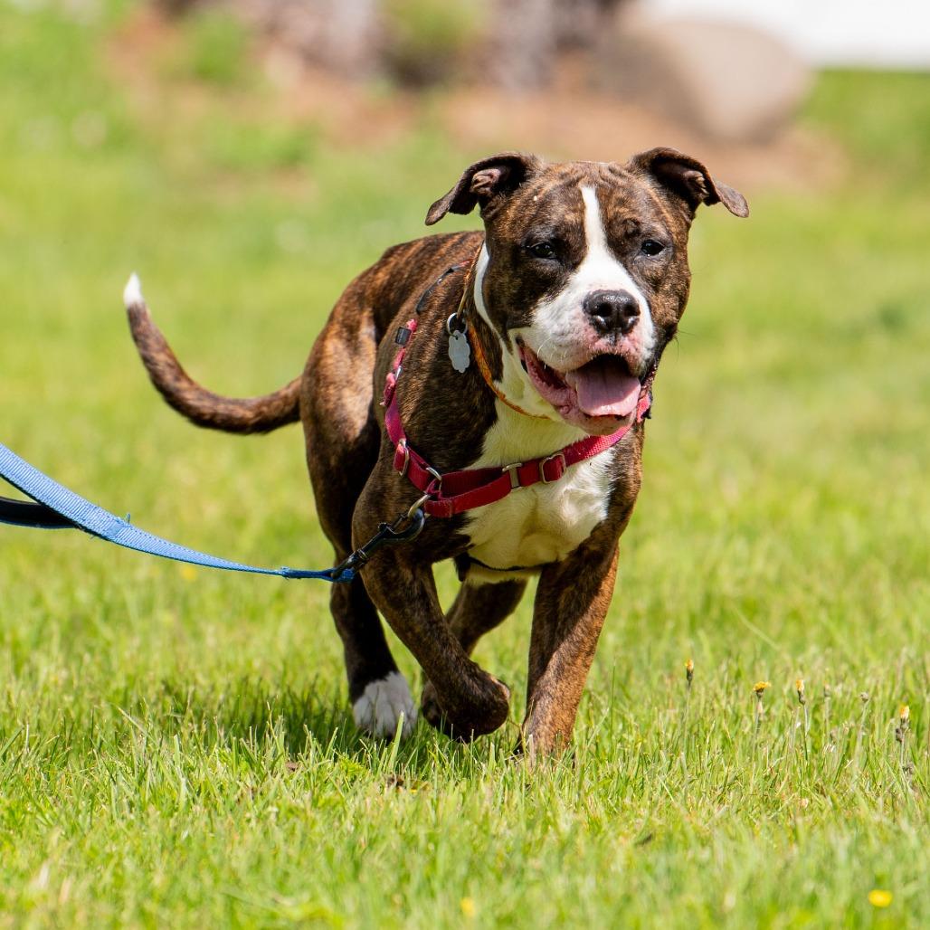 Enlarge Daisy, a Adoptable Mixed Breed in Kennebunk, ME image 5/6