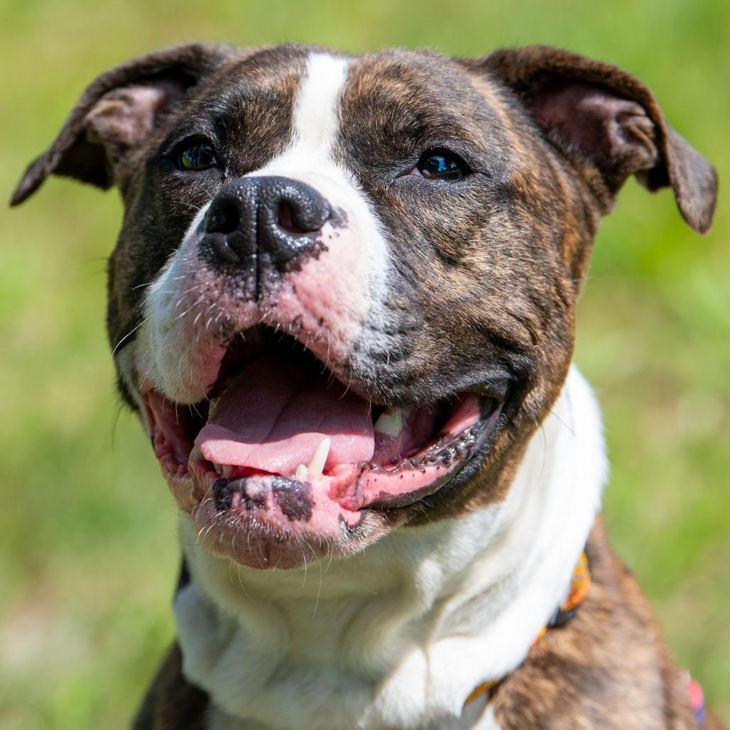 Enlarge Daisy, a Adoptable Mixed Breed in Kennebunk, ME image 6/6