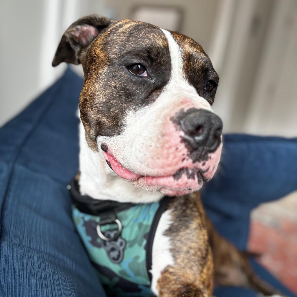 Enlarge Daisy, a Adoptable Mixed Breed in Kennebunk, ME image 6/6