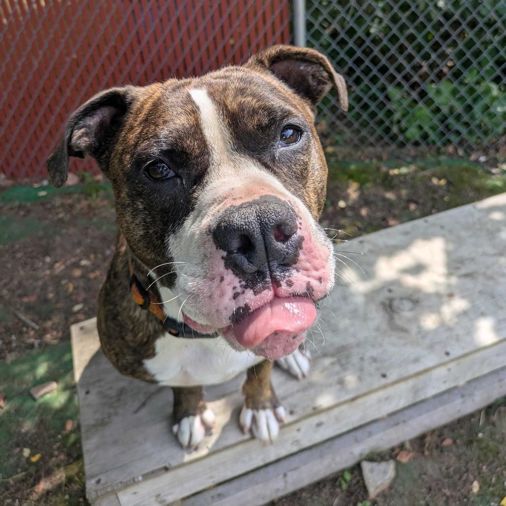 Enlarge Daisy, a Adoptable Mixed Breed in Kennebunk, ME image 6/6