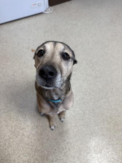 Daisy, Adoptable, Senior Female Shepherd & Greyhound.