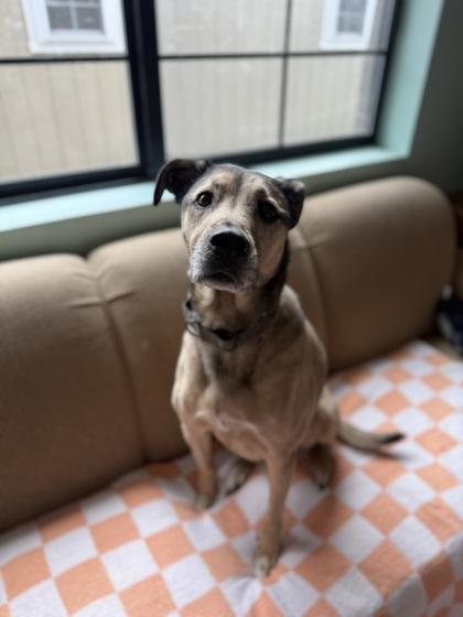 Enlarge Daisy, a Adoptable mixed breed in Harbor Springs, MI image 1/3