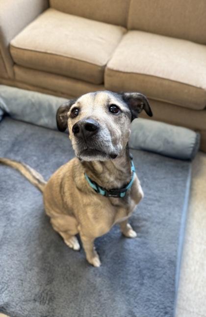 Enlarge Daisy, a Adoptable mixed breed in Harbor Springs, MI image 2/3