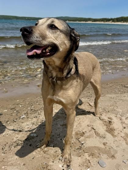 Enlarge Daisy, a Adoptable mixed breed in Harbor Springs, MI image 3/3