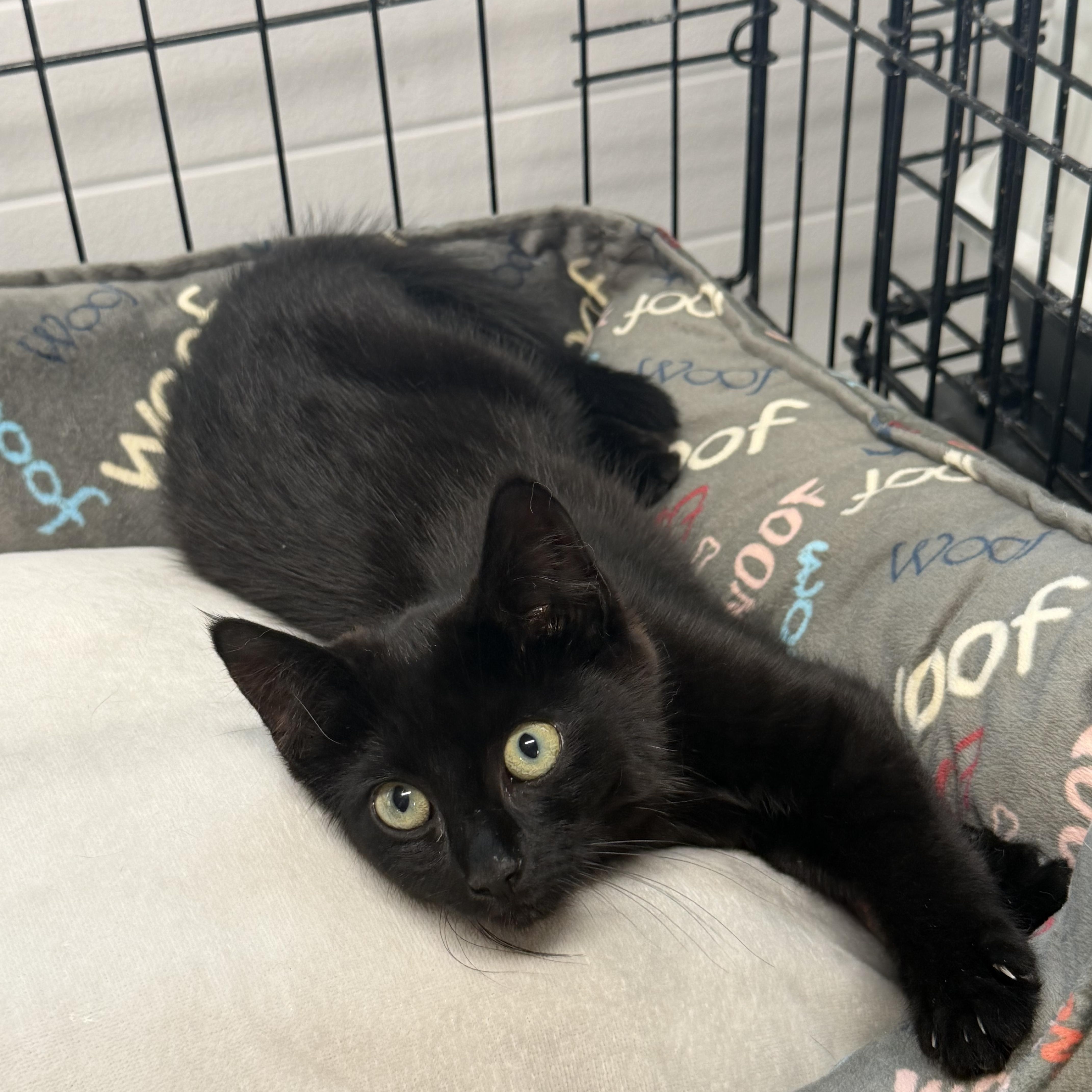 Hershey, ADOPTABLE, Kitten Female Domestic Short Hair.
